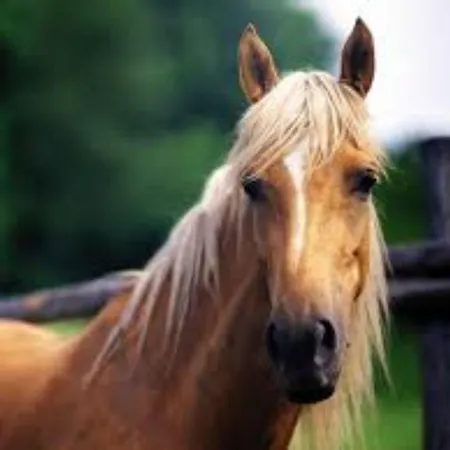 Hotell Les Eucalyptus