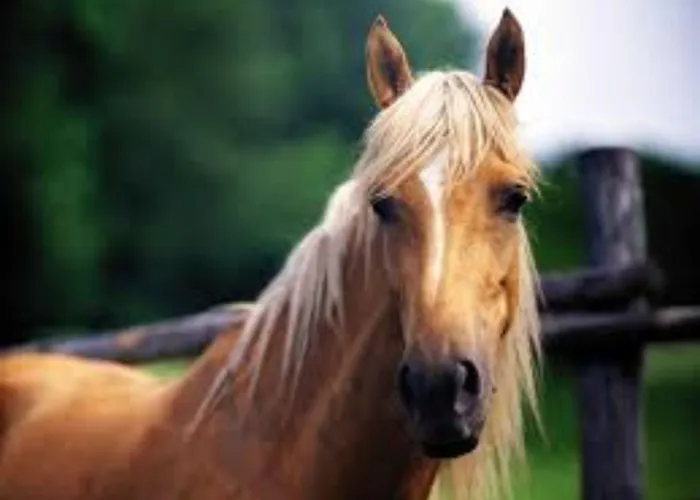 Hotel Les Eucalyptus